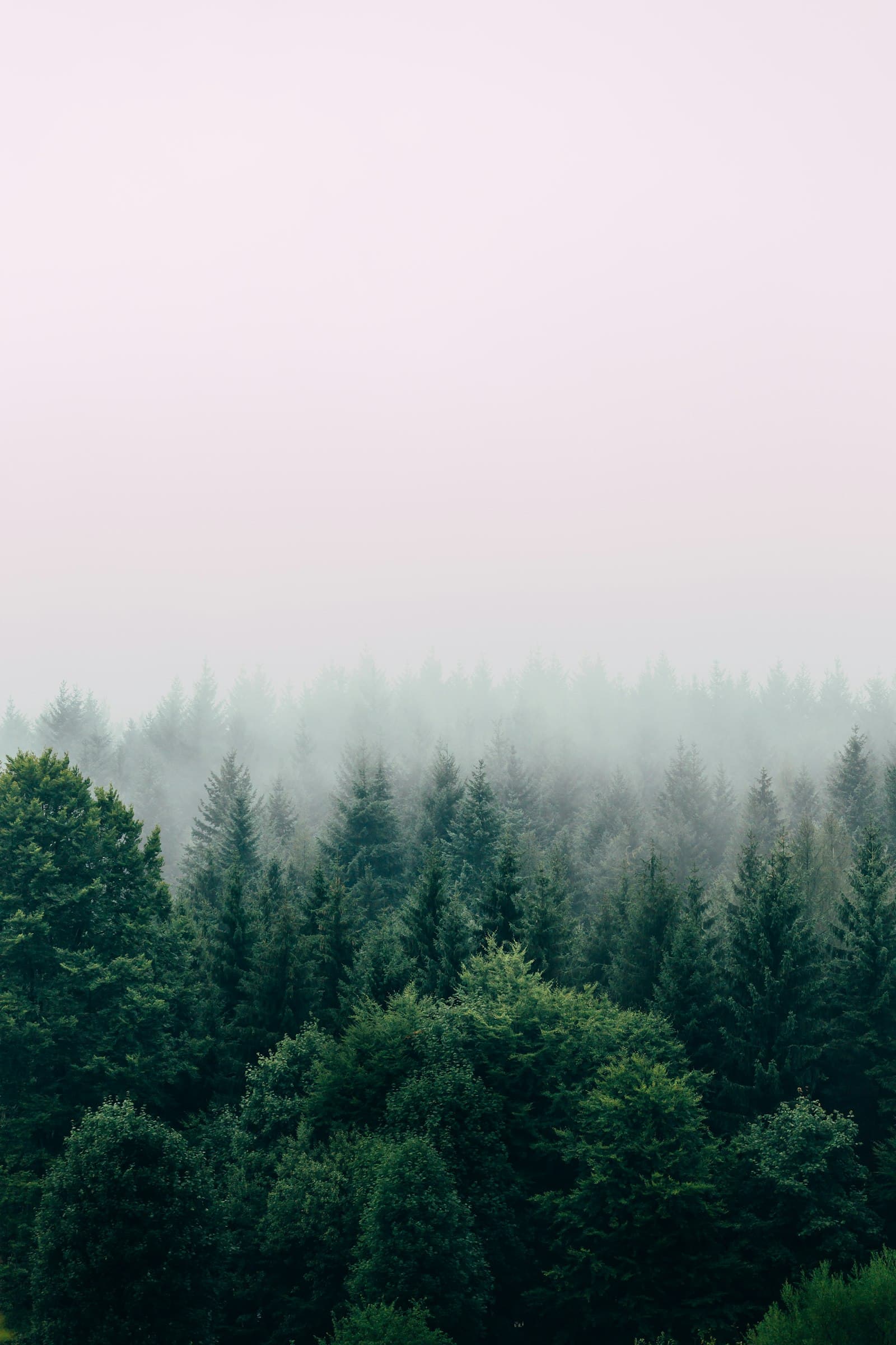 A luminous, mist-lit forest glowing with soft light