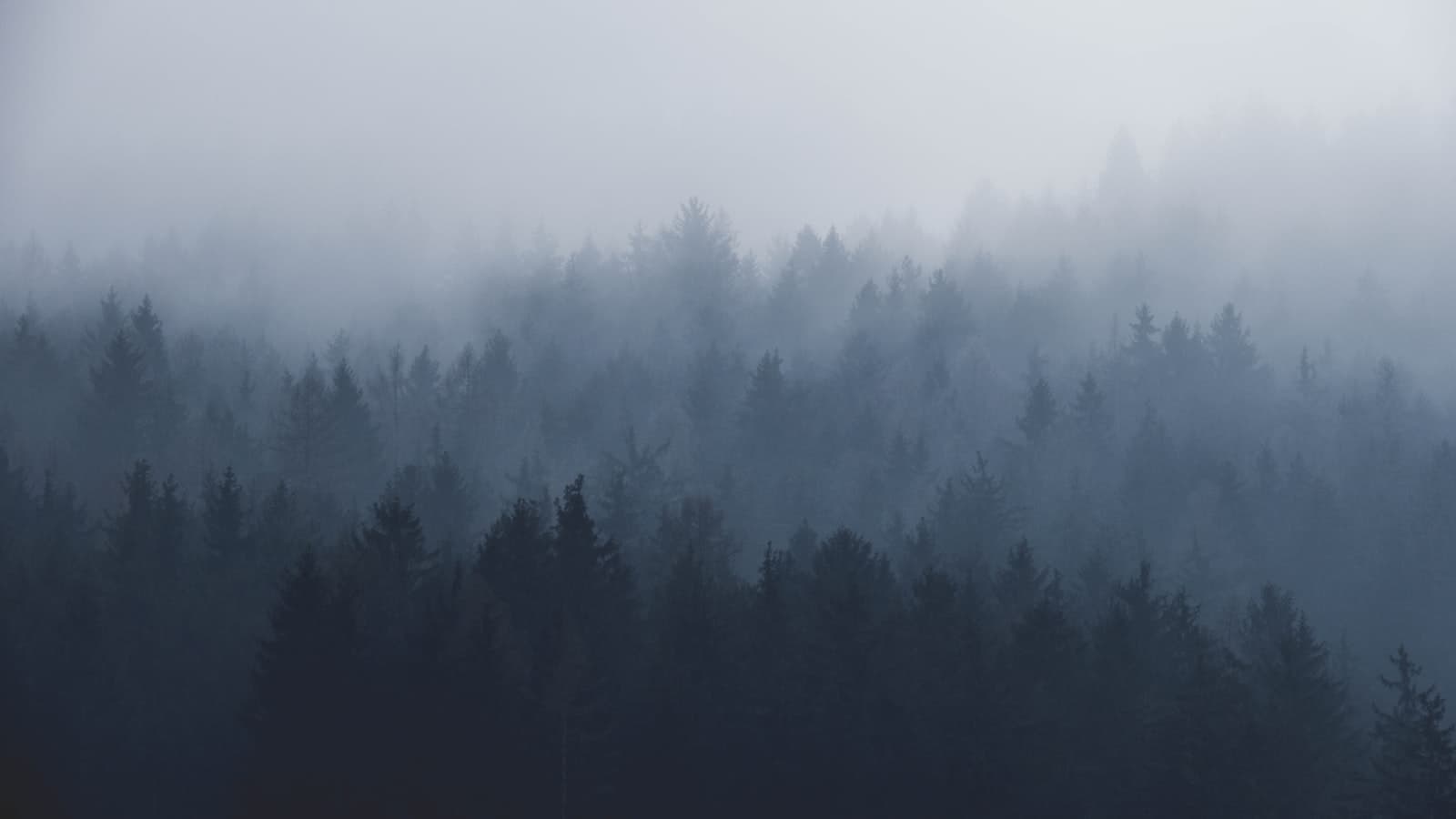 A mist-covered earthly forest, the human middle world