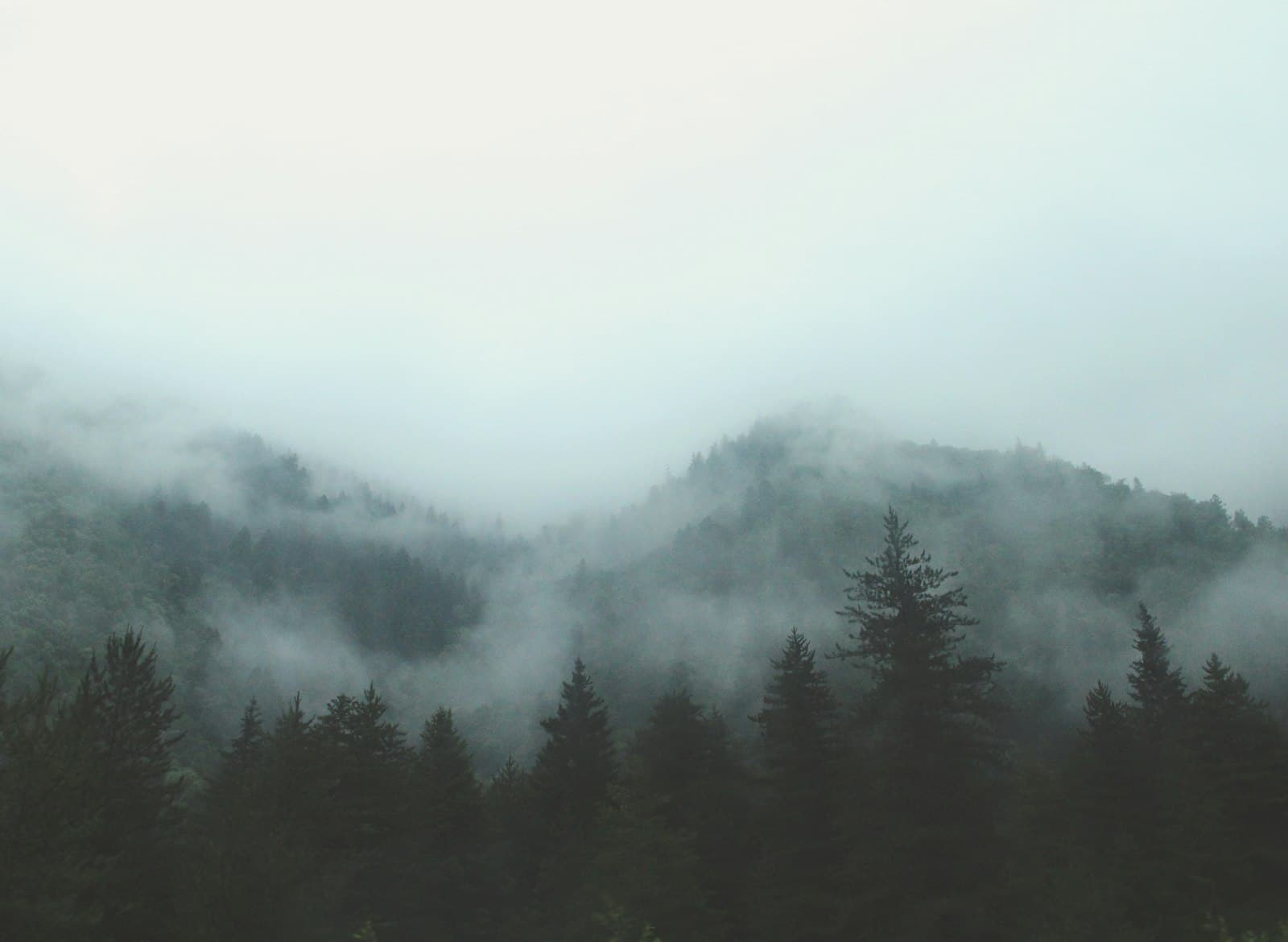 A vast, mist-shrouded ancient forest, its trees rising like the branches of the world-tree Yggdrasil